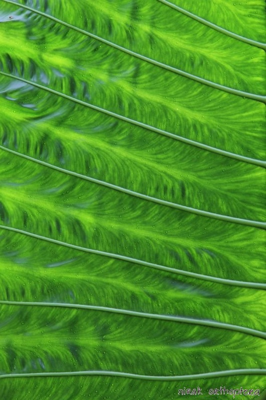 leaf-veins picture